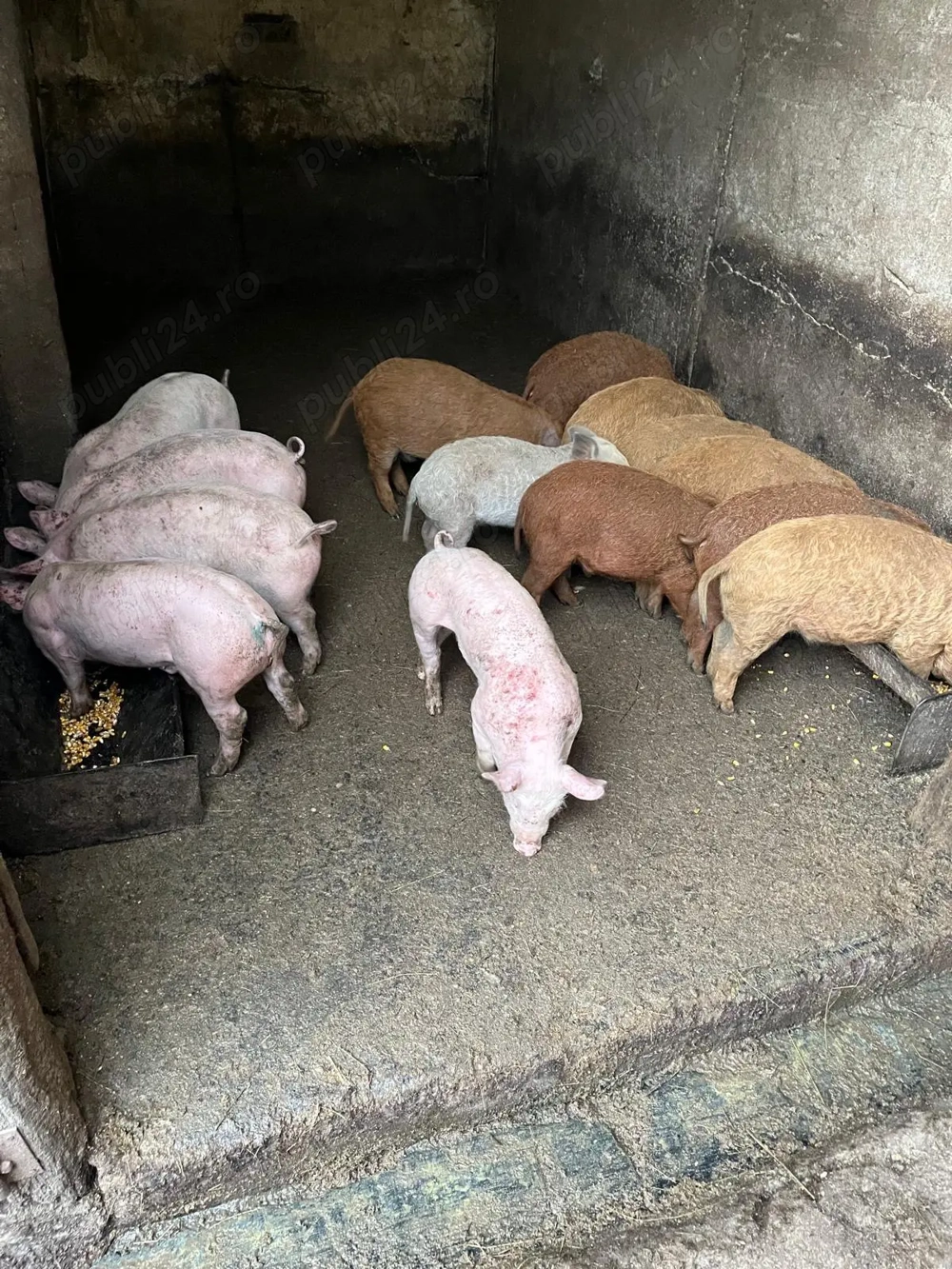 Purcei mangalita si marele alb Purcei mangalita si marele alb