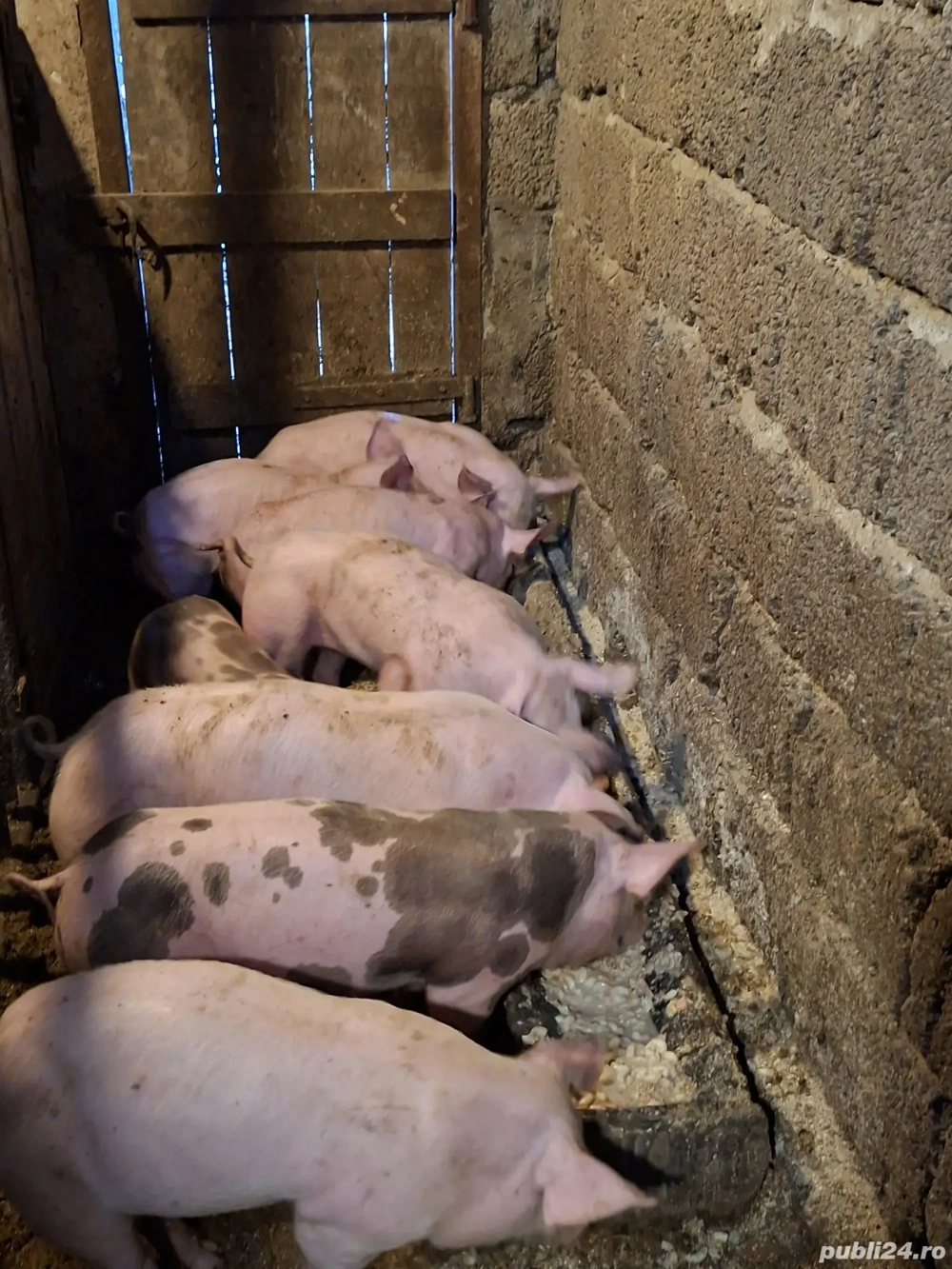 vand purcei  vand purcei