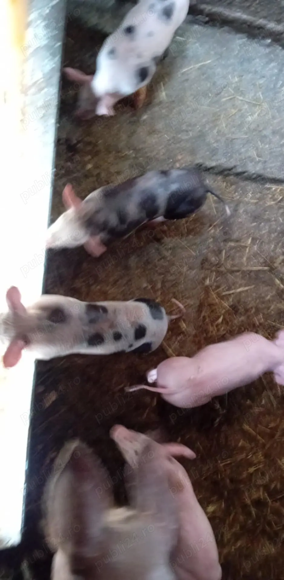 Vând scroafă cu 7 purcei de 4 săptămâni Vând scroafă cu 7 purcei de 4 săptămâni