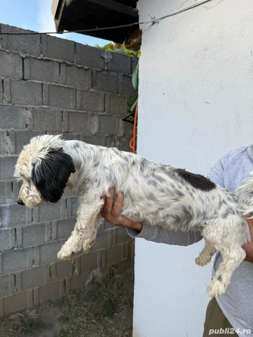 De vinzare bison havanez femelă  De vinzare bison havanez femelă