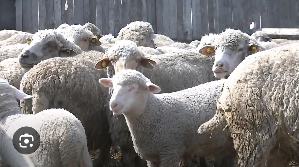 Vând 200 de oi tinere   rasă autohtonă   Însurăței, Brăila