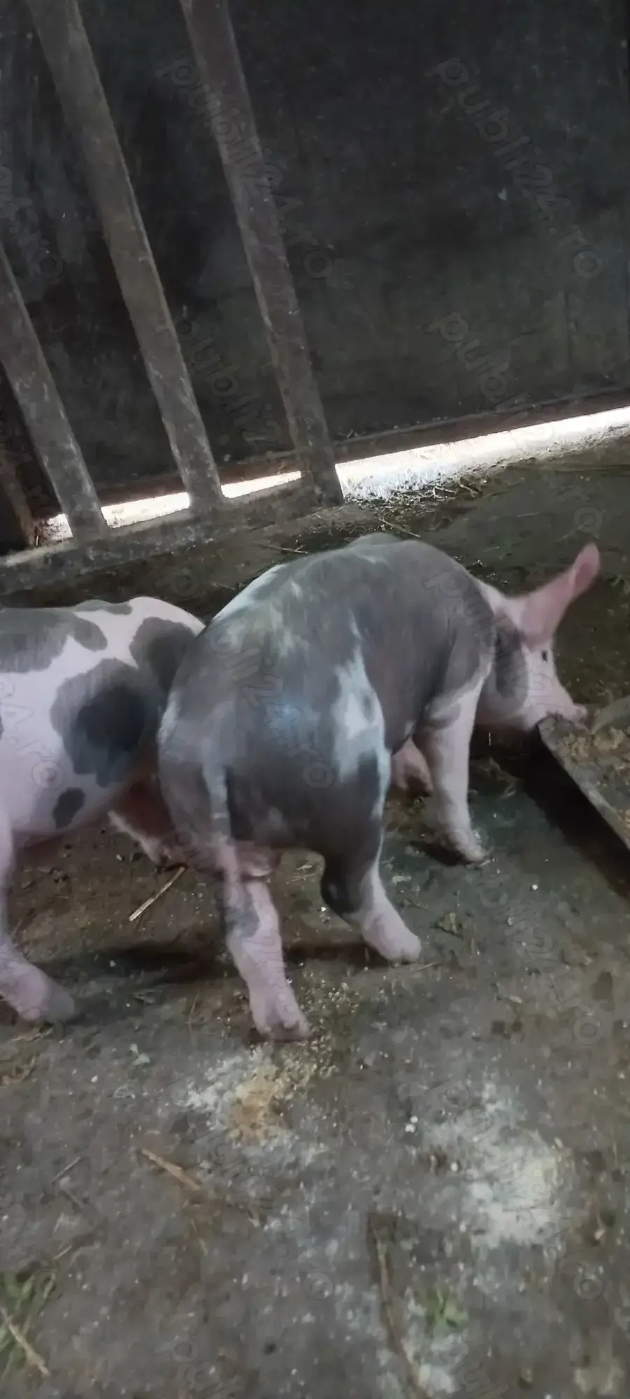 Vând Purcei Castrați și Deparazitați rasa Pietrain Turnu Magurele Preț 650 Lei