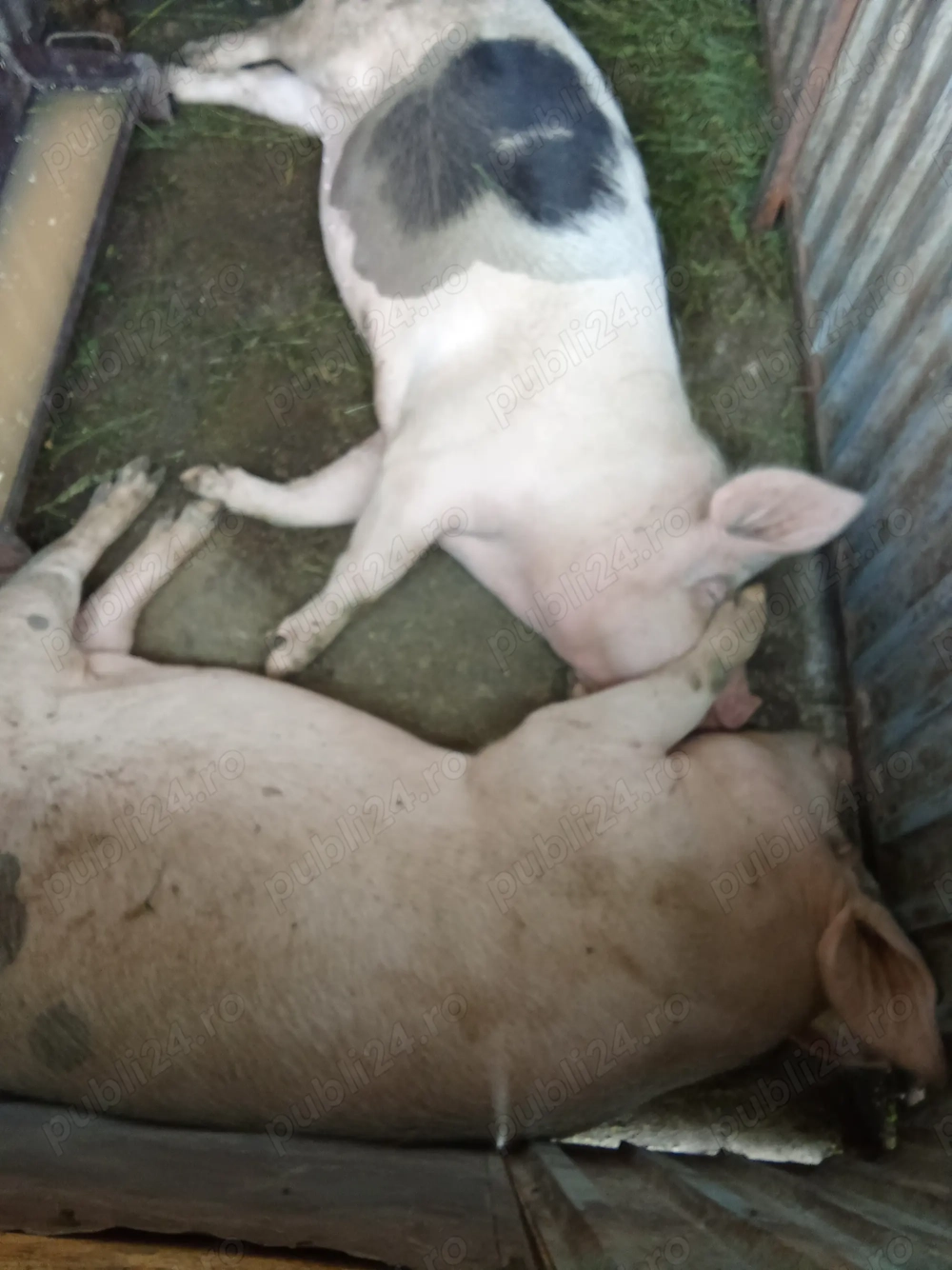 Purcele de vânzare mai multe detalii la telefon 