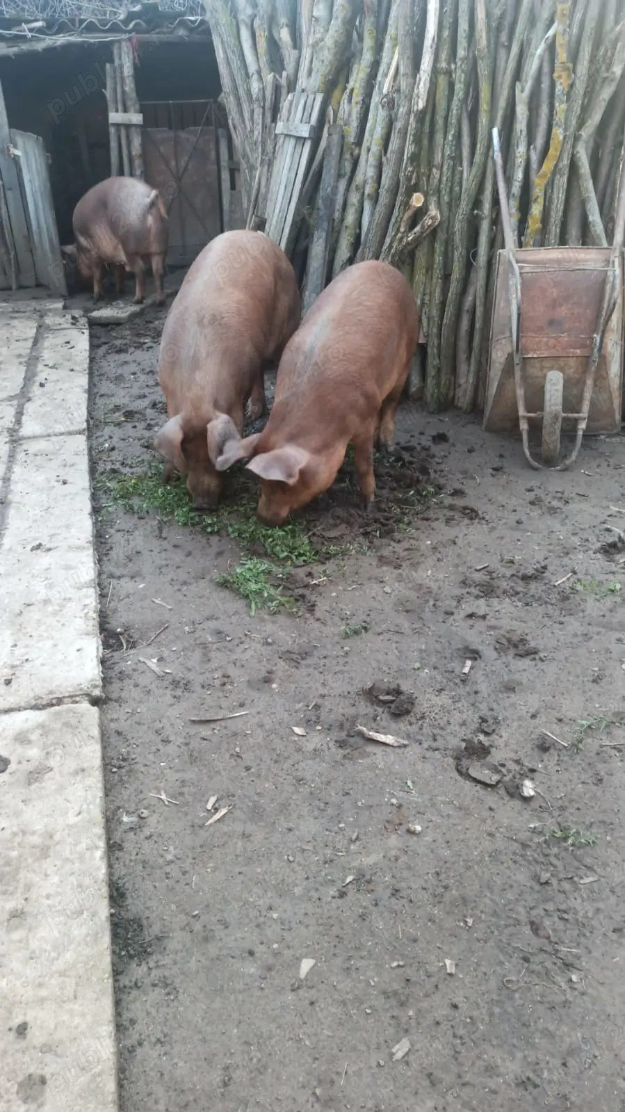 Vând porci rasa Duroc 18lei kg în viu