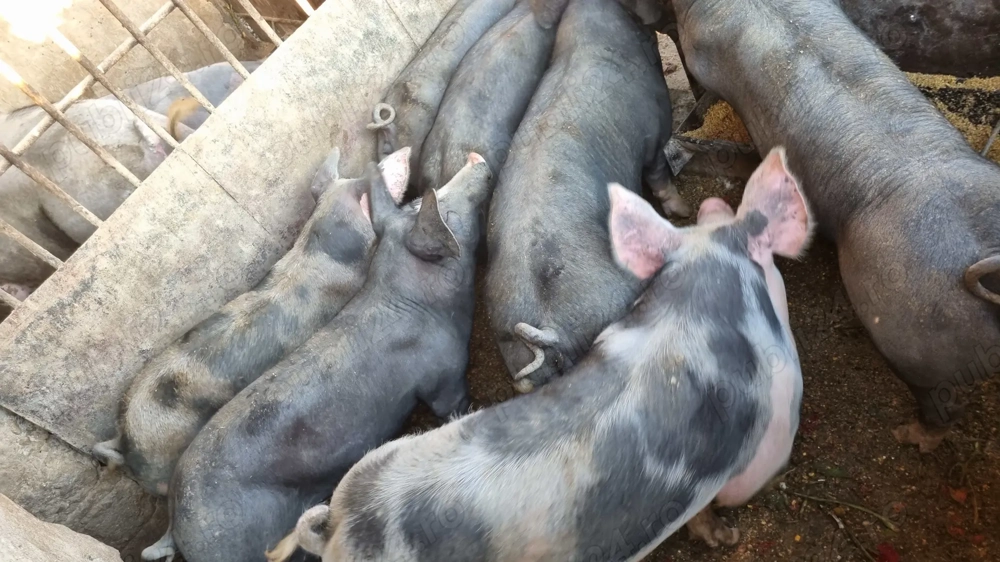 De vânzare porci rasa Pietrain 70-80 kg