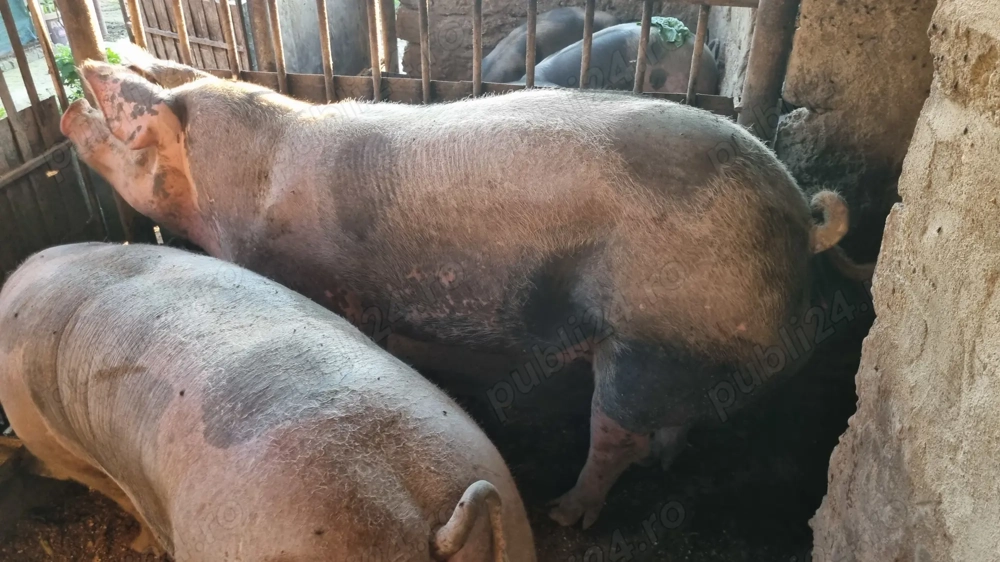 Vand porci rasa pietran 200kg si 250kg