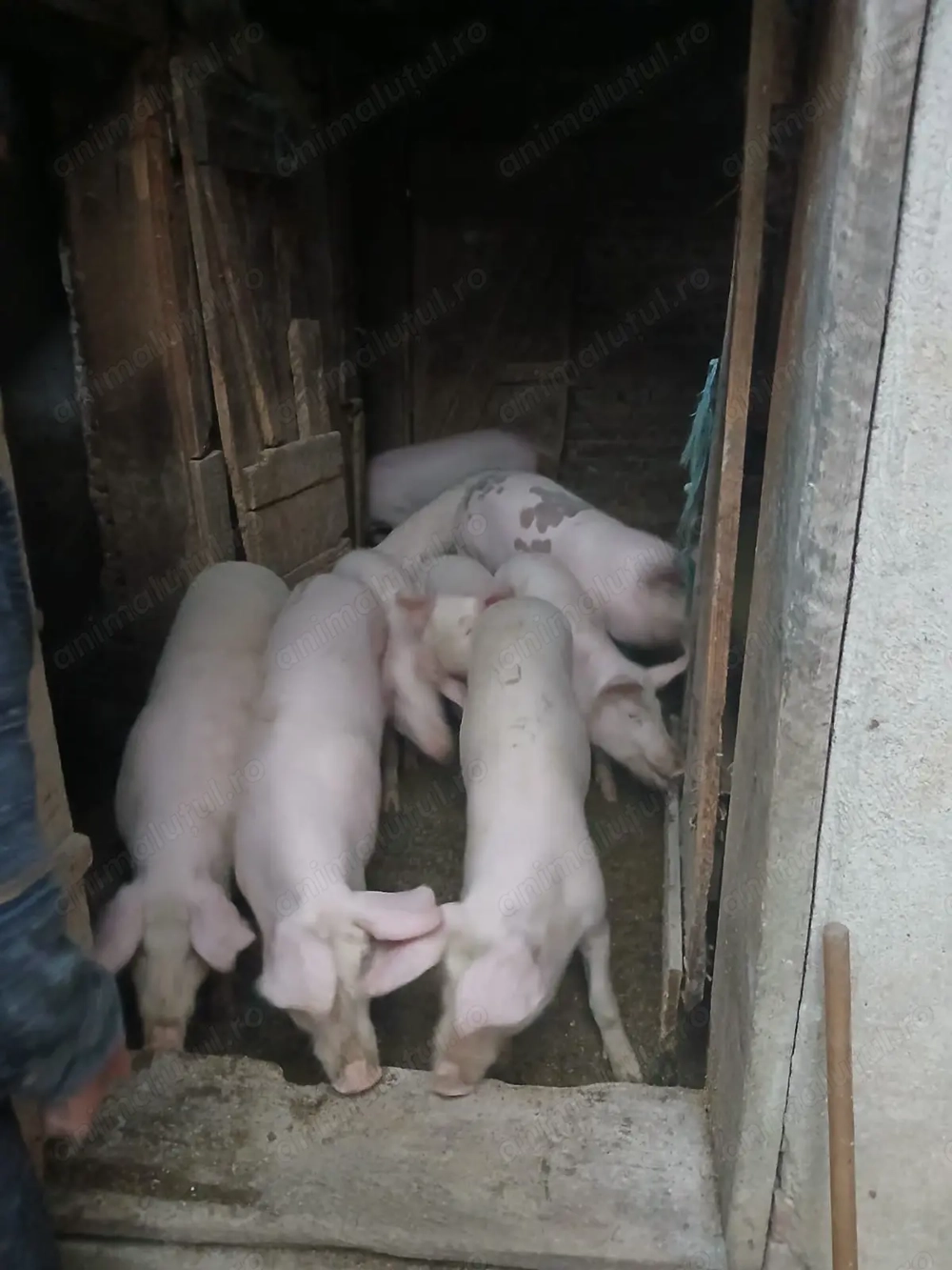 Purceii cuta un adăpost nou 