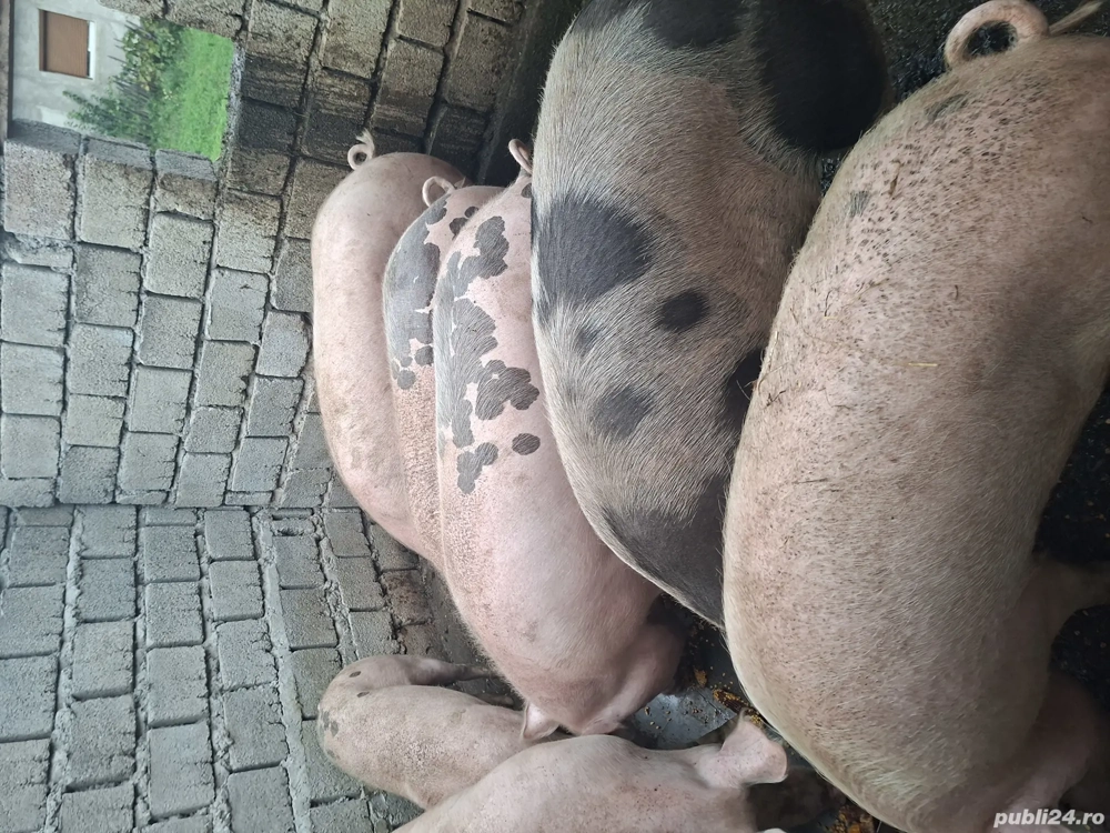 vand porci de sacrificat 