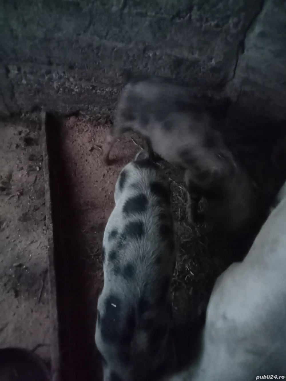 vând sau schimb cu capre sau oi sau vier o pereche purcei la trei luni 