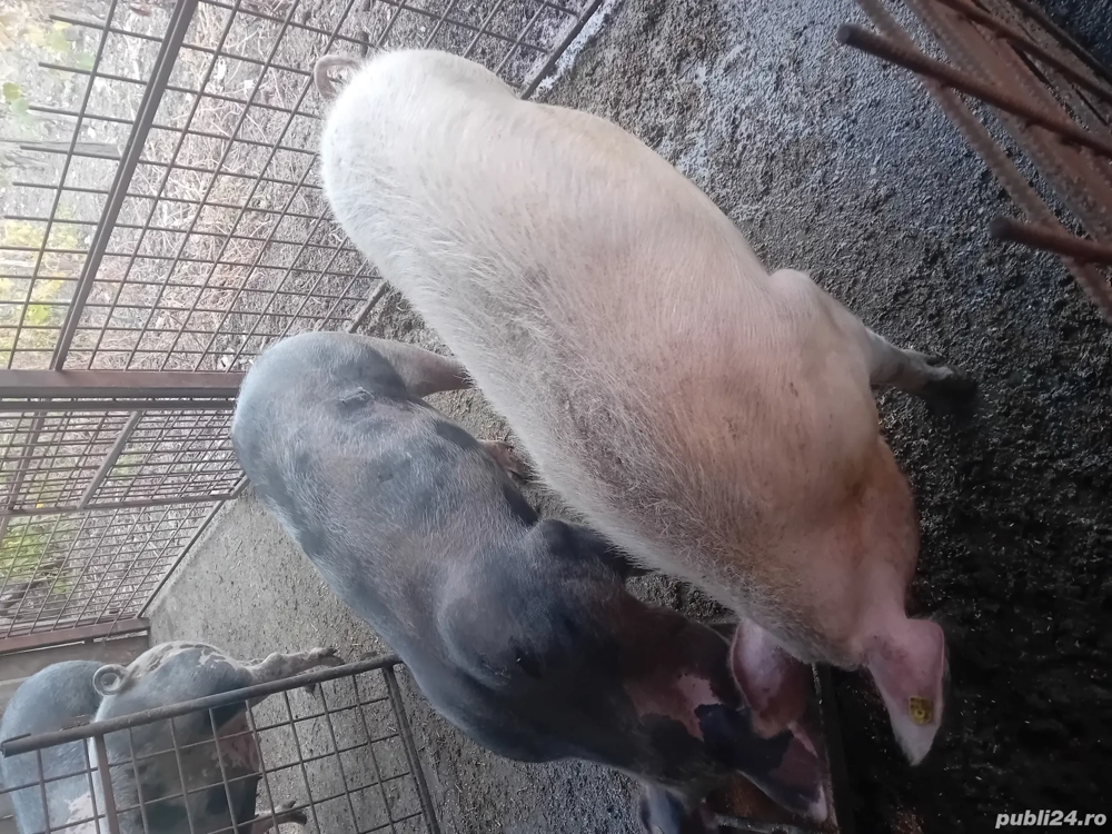 grasuni si porci mari de vânzare  grasuni si porci mari de vânzare