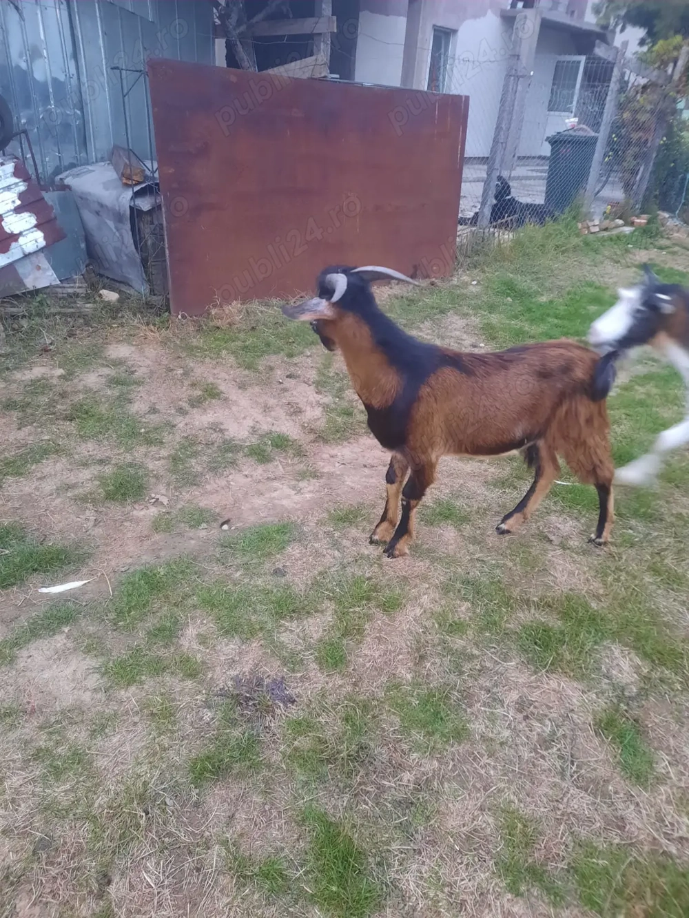 Vînd schimb cu purceii Vînd schimb cu purceii