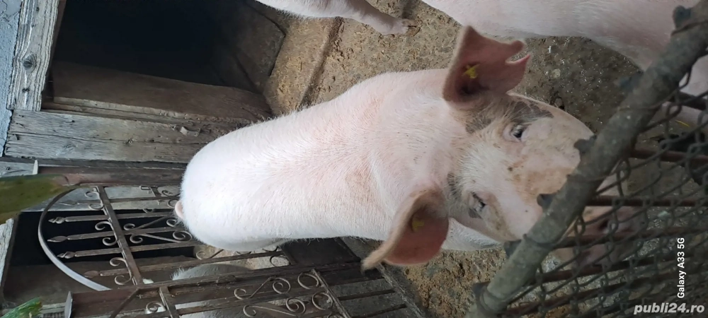 vând porc pentru sacrificat vând porc pentru sacrificat
