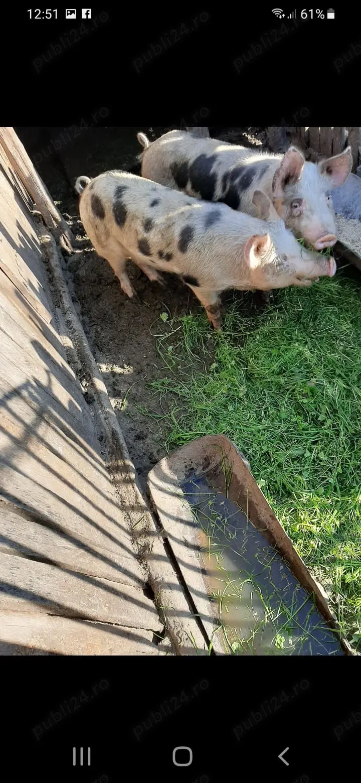 Porci de vânzare  Porci de vânzare
