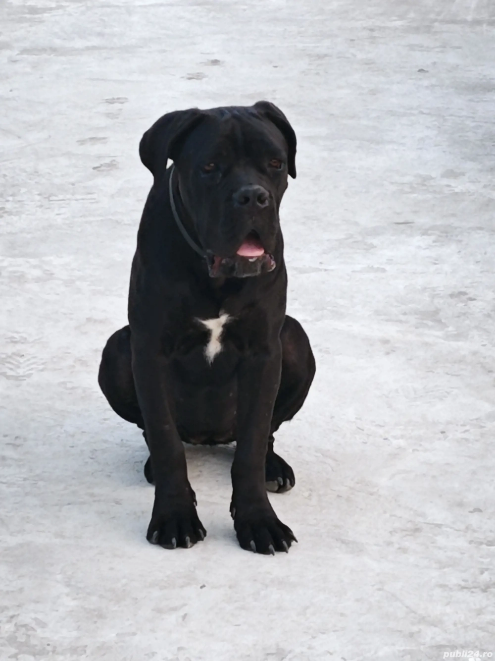 Vând femelă Cane Corso 