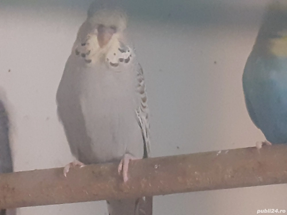 Crescator vand perusi normali si standard colivii voliere Crescator vand perusi normali si standard colivii voliere