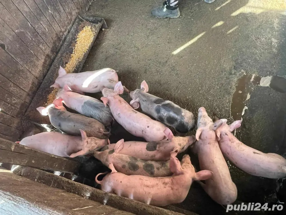 Vand porci marele alb si pietrain