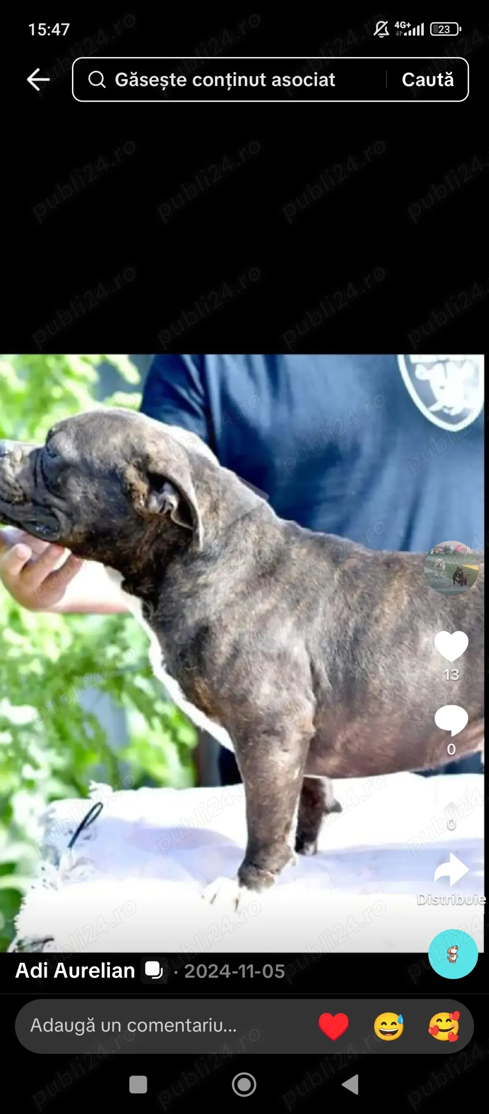 American bully pocket 