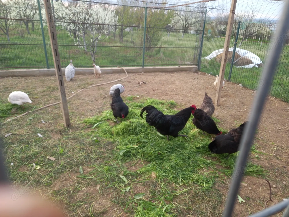 Vând austrolop de anul trecut și de anul acesta