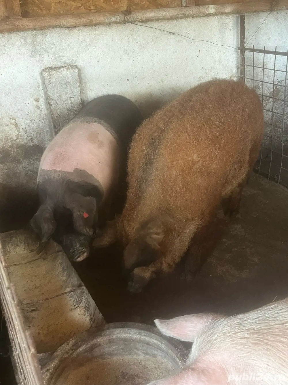 porc bazna crescut natural 