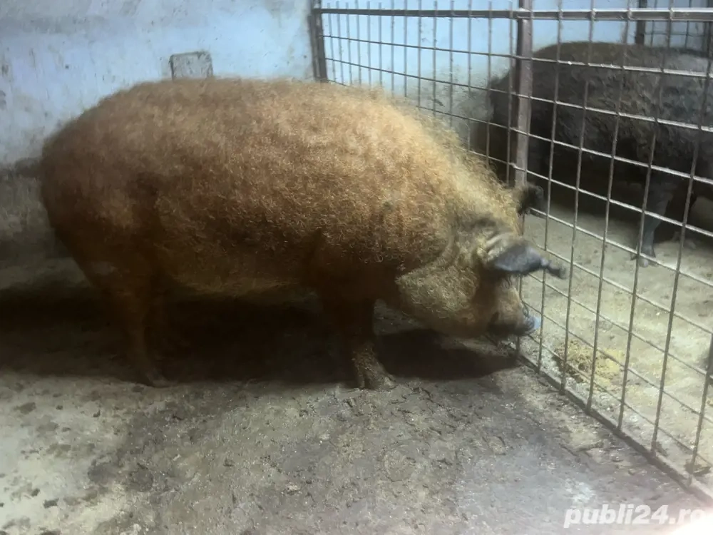 porc mangalita pentru sacrificat