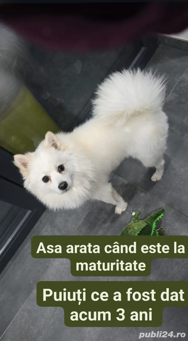 De vânzare De vânzare