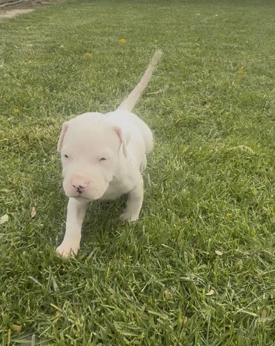 Dog Argentinian cu Pedigree