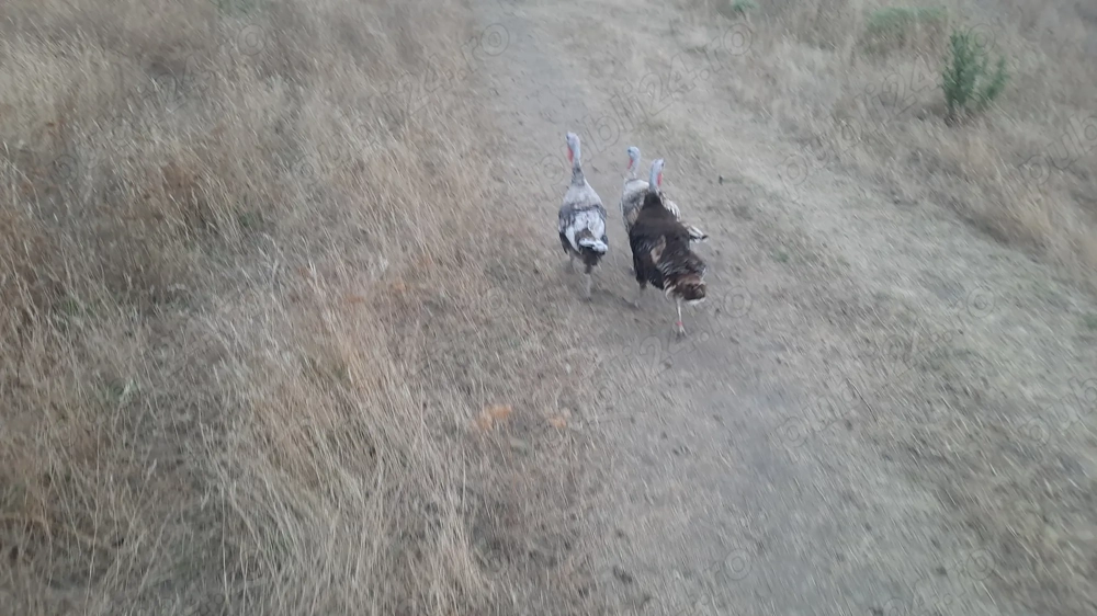 Vând șase curci și rațe românești 