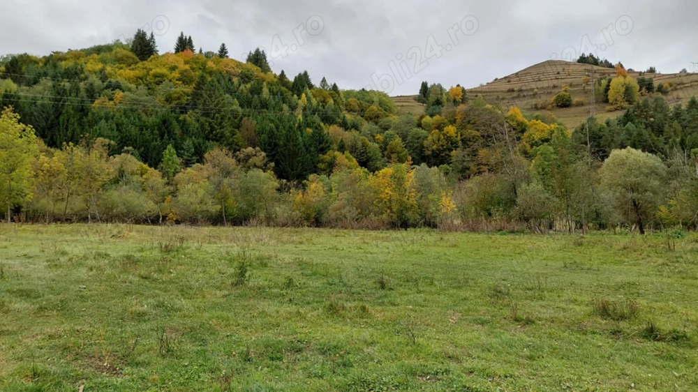 Teren Intravilan Case de Vacanta Tabere Afacere in  Zona de Padure cu Vale Utilitati Front Stradal