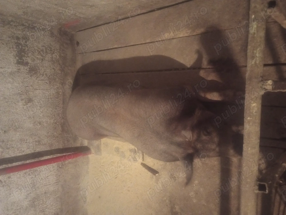 Porc  de carne crescut natural cu porumb 