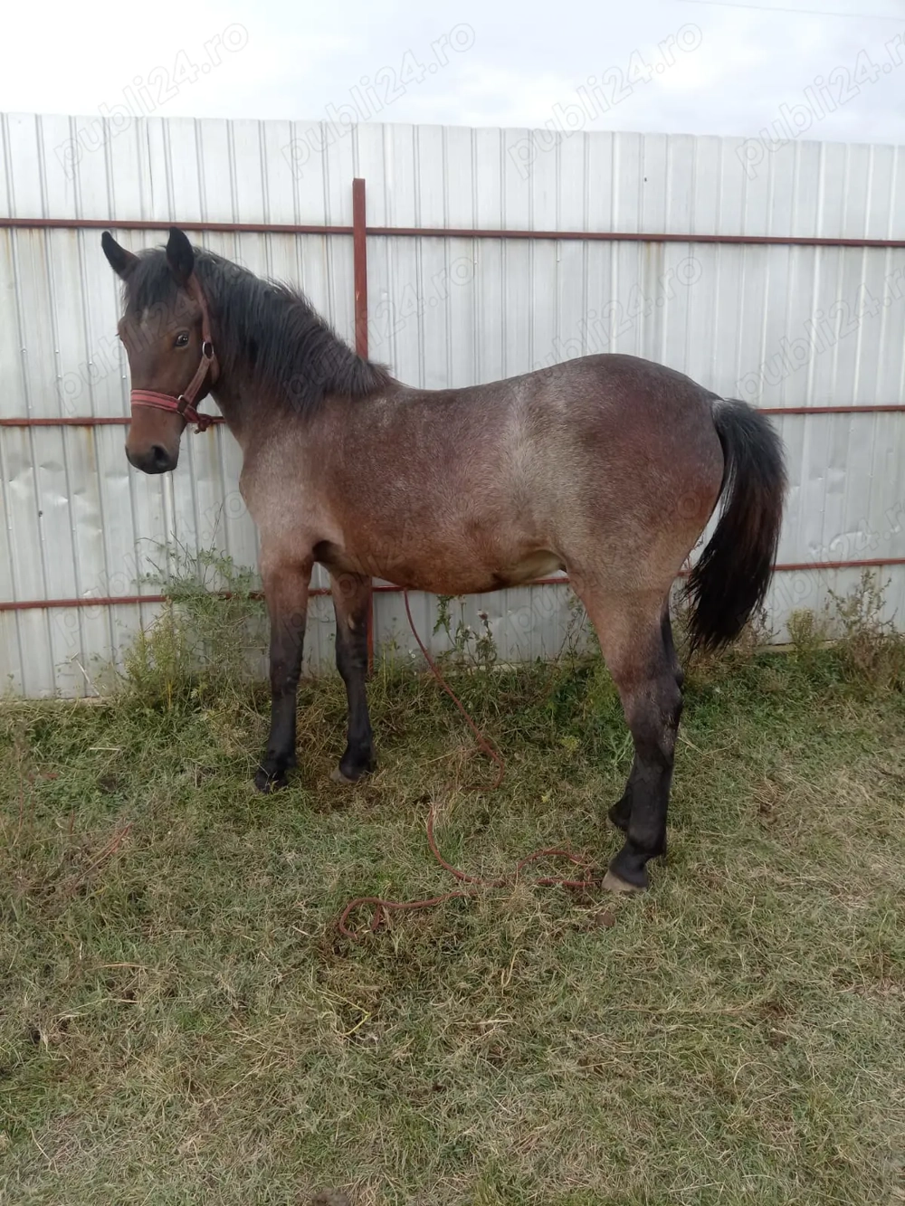 Vând sau schimb manz 