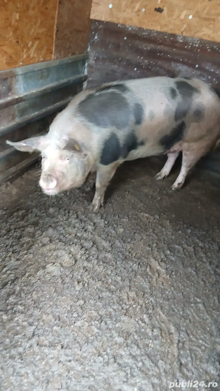 Vand porc  Vand porc