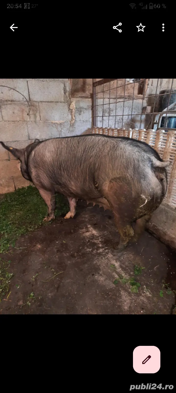 disponibilă pentru Crăciun disponibilă pentru Crăciun