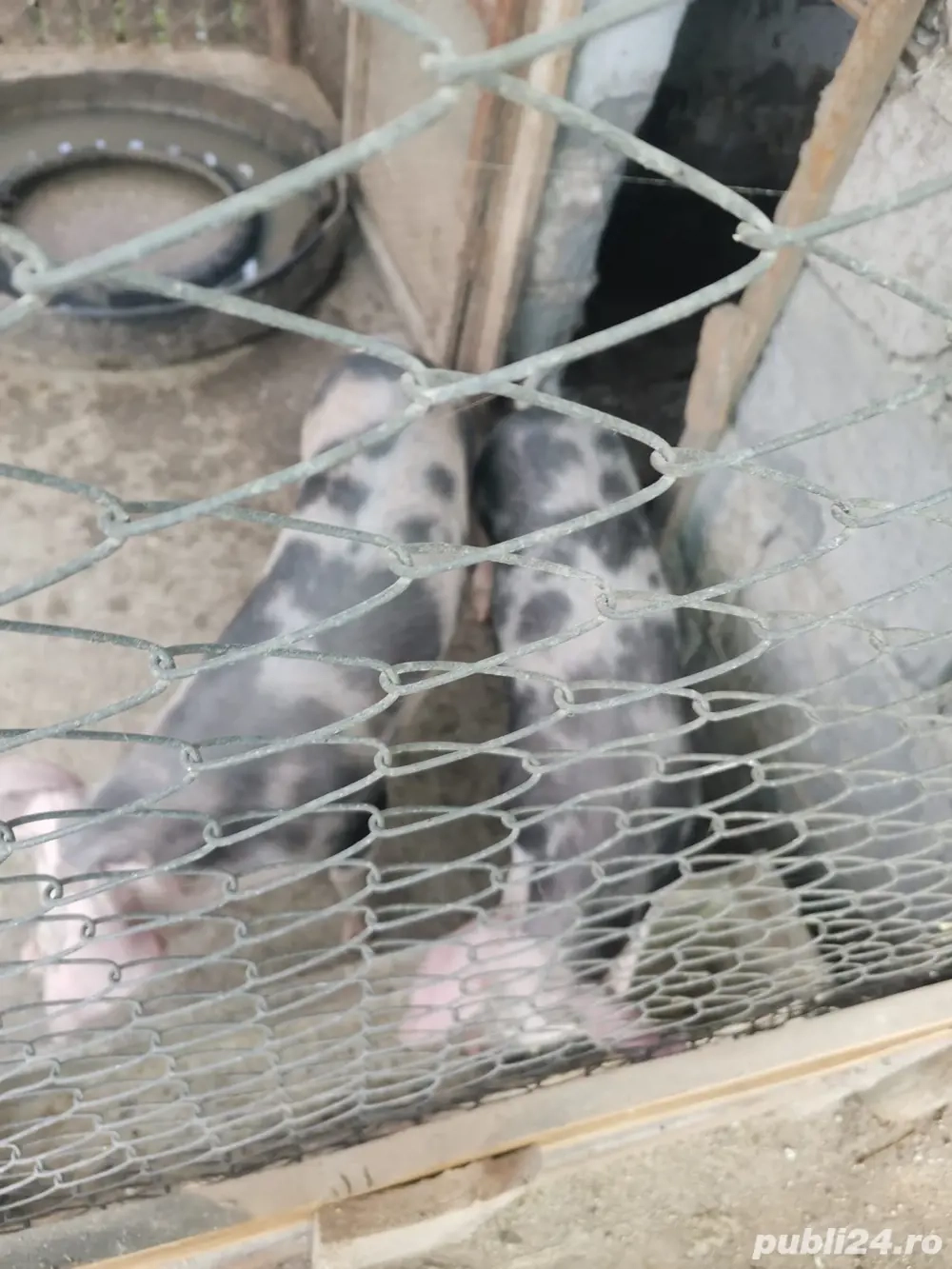 Scrofițe de reproducere Pietrean-Duroc   25 lei kg