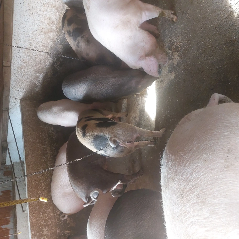 vand porci grasi 120-200 kg, pret 13 lei kg