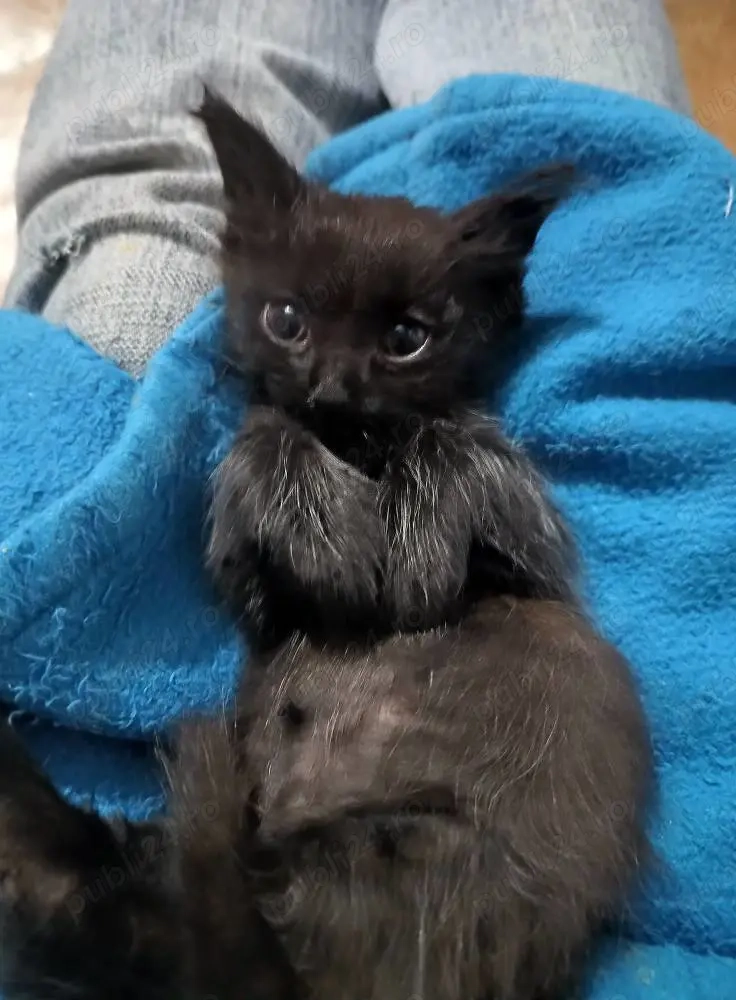 un motanel si o pisica tortie foarte blanda