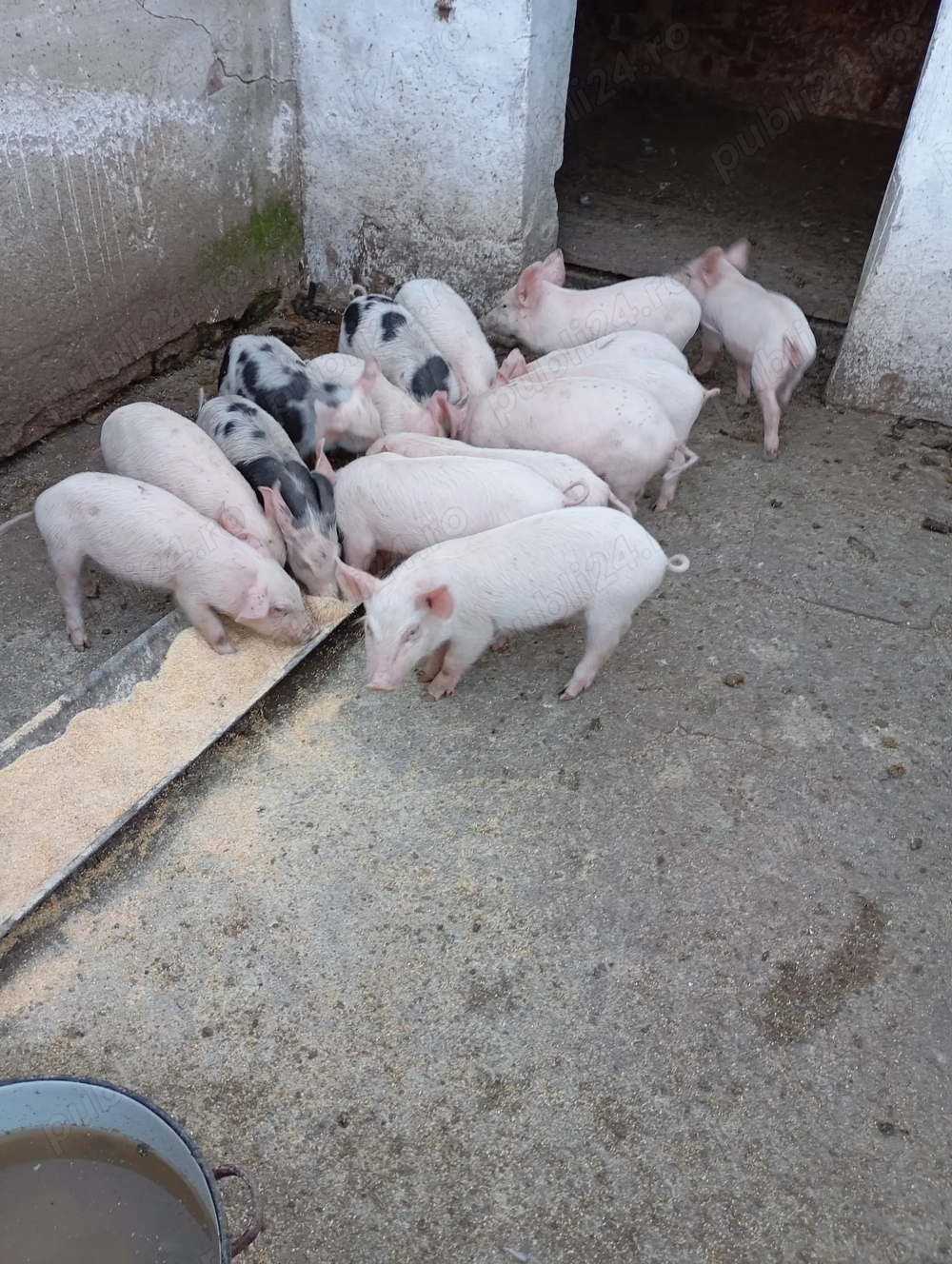 De vânzare purcei  De vânzare purcei