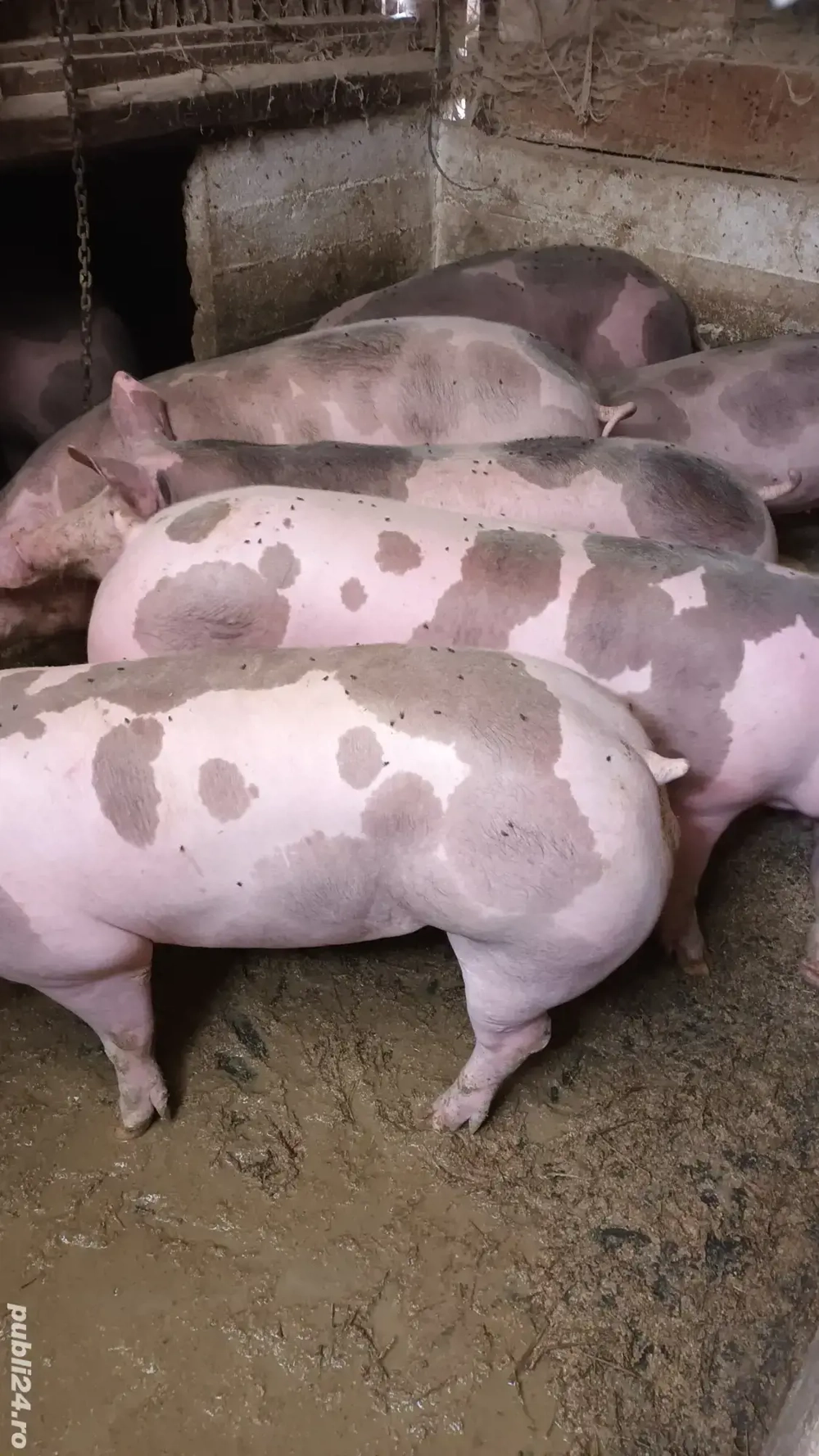 Vând rezerv porci grasi.