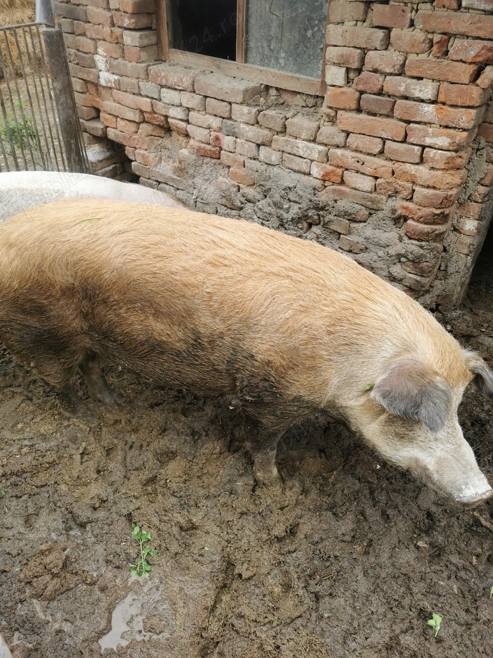 Vând porc duroc, rasă de carne 