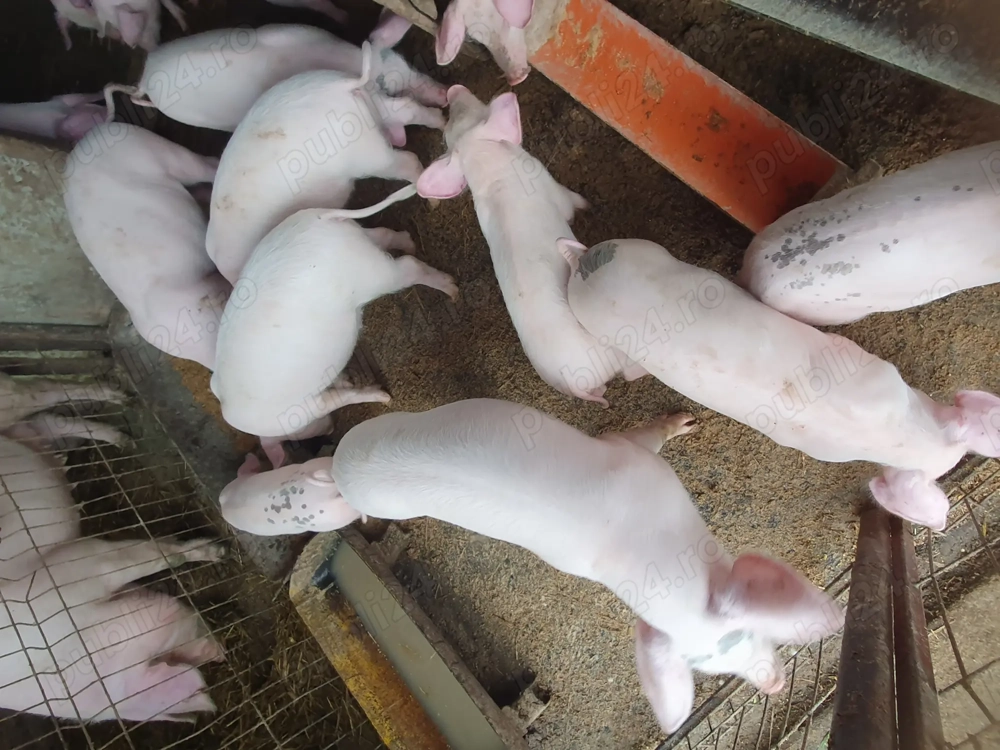 Vând purcei și șoldănei 