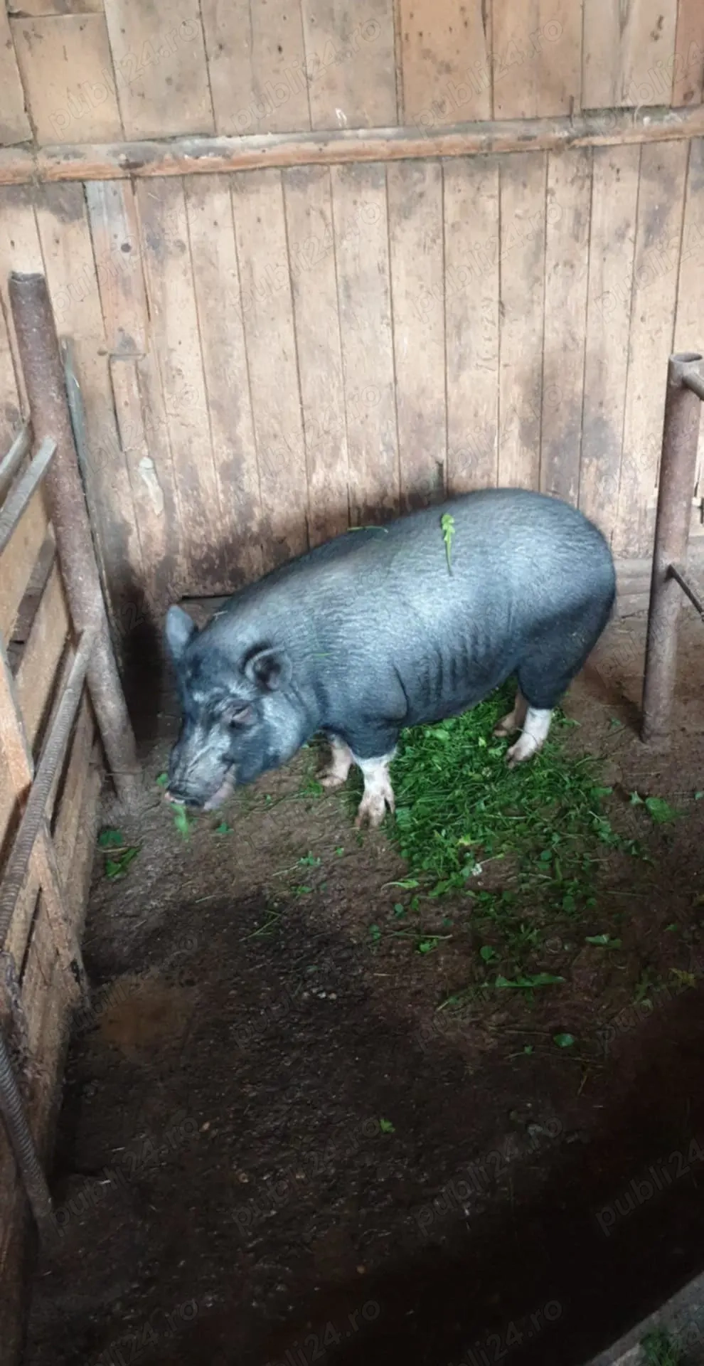 Porci vietnamezi  Porci vietnamezi