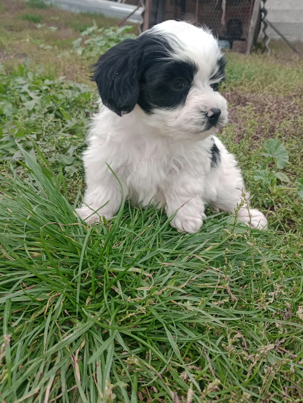 Bichoni havanezi si maltezi  Bichoni havanezi si maltezi