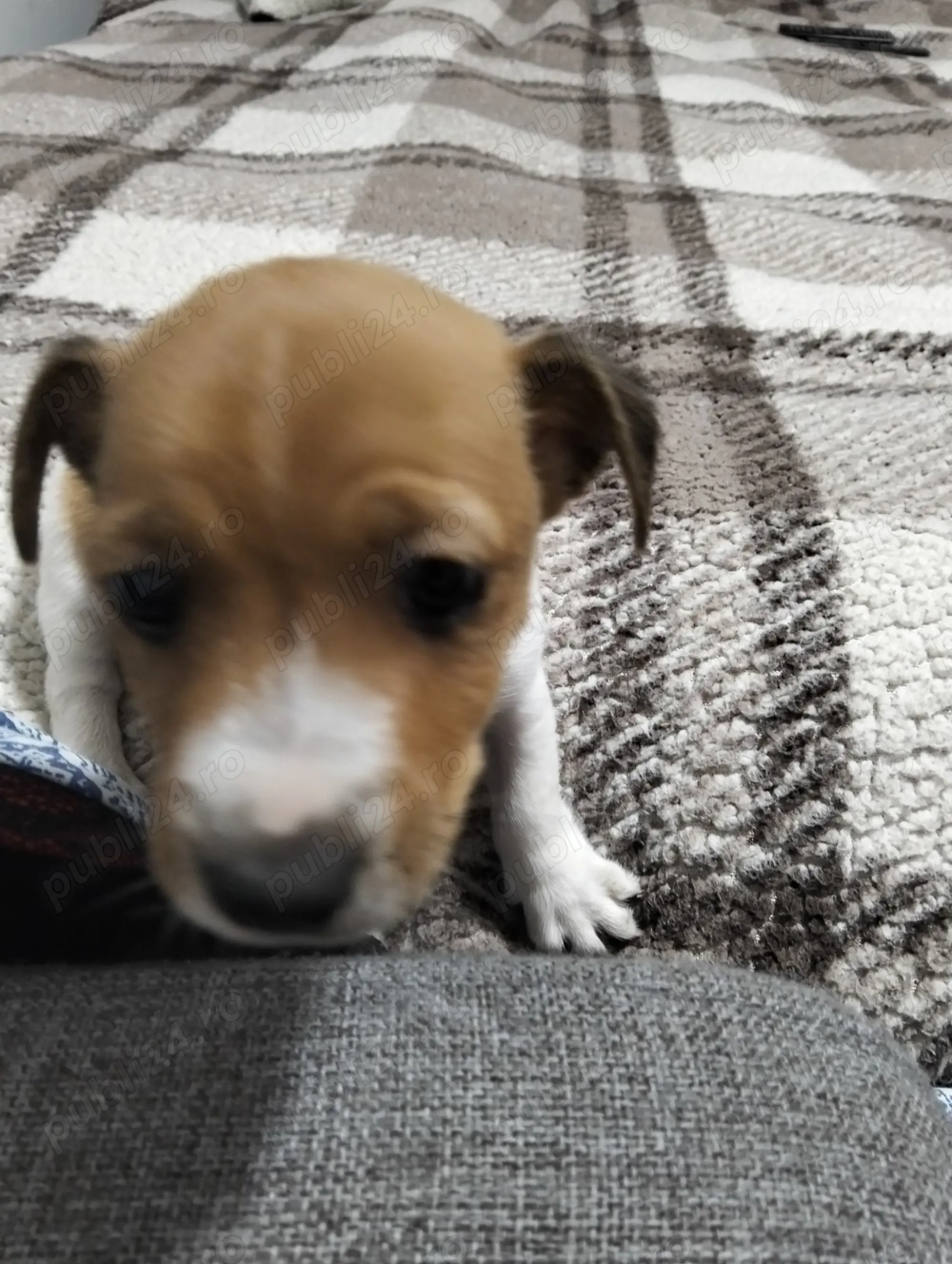 Cățeluși Jack Russel  Cățeluși Jack Russel