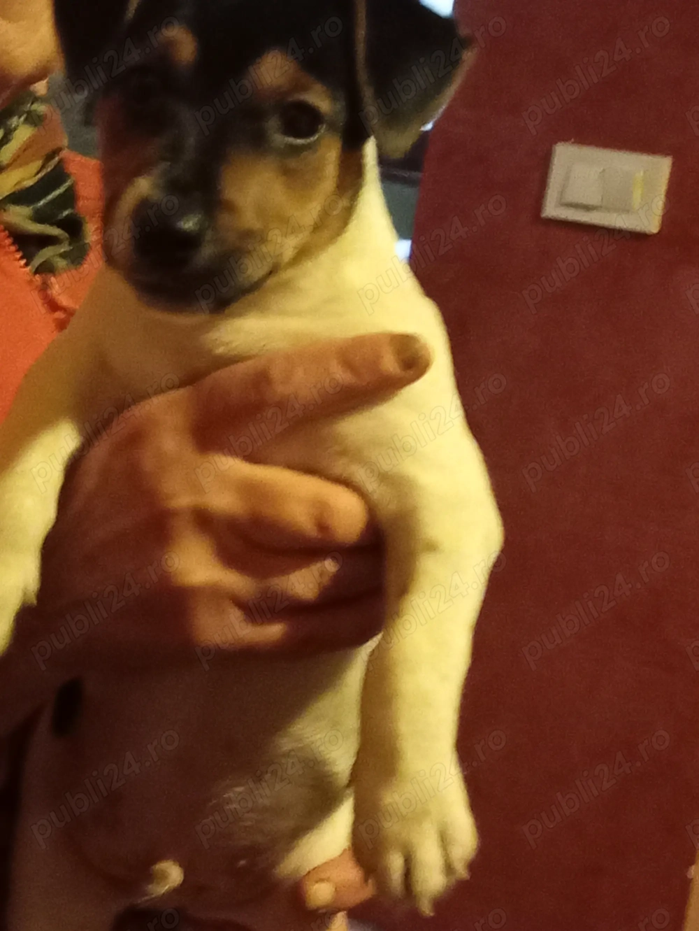 Jack Russell terrier par scurt  Jack Russell terrier par scurt