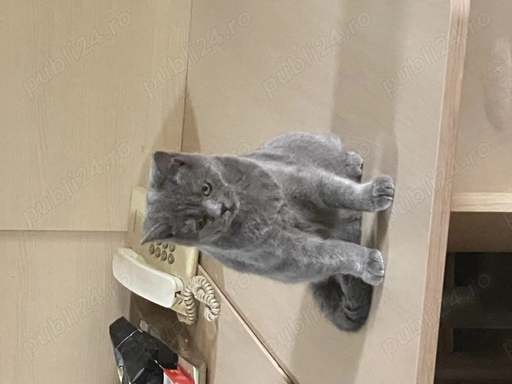 Eleganță în miniatură   o mică aristocrată britanică își caută noua casă!