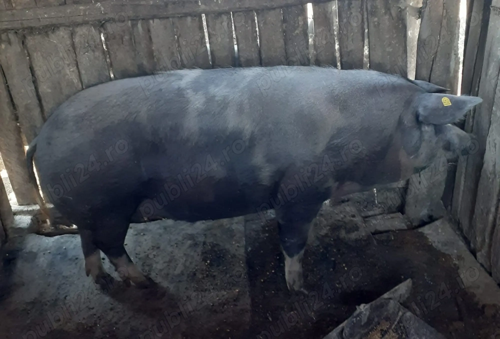 Vând porci de carne Vând porci de carne