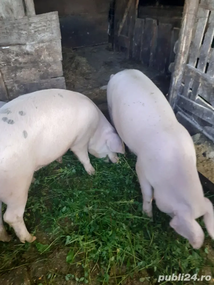 marele alb marele alb