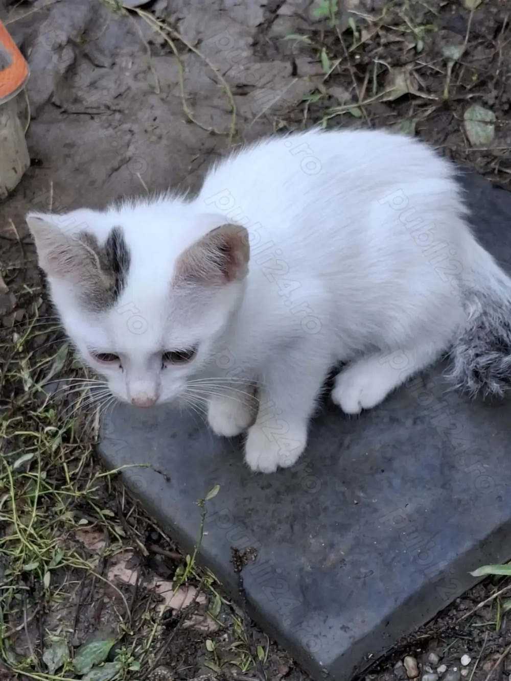 Motanei cauta Stapan iubitor!