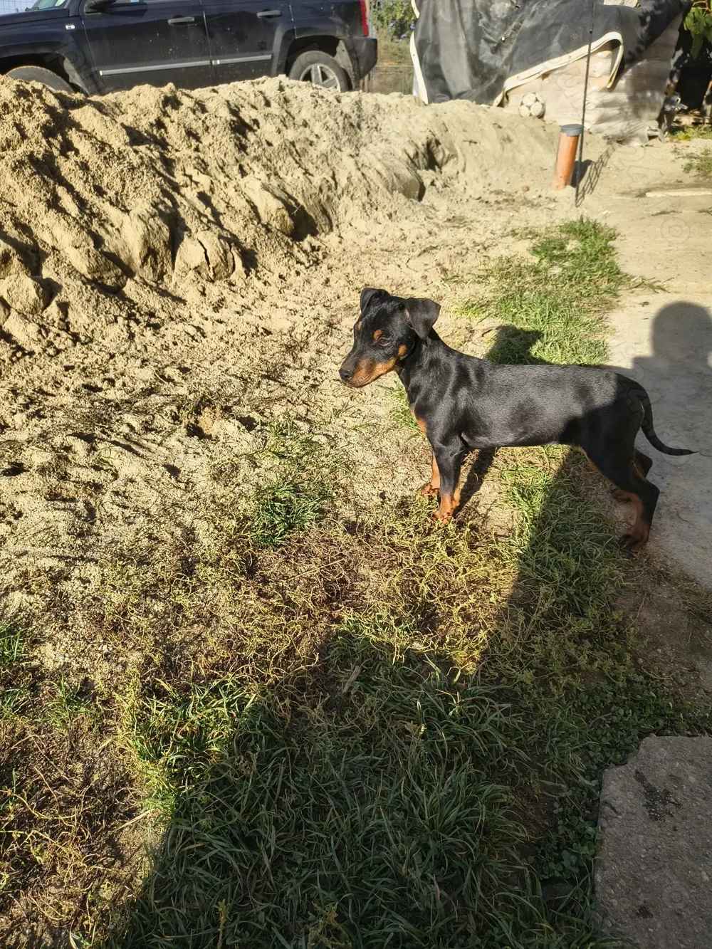 Cățeii jagdterrier 