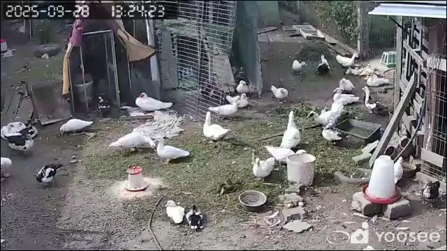 Vand rate si ațoi de rasa muta Vand rate si ațoi de rasa muta