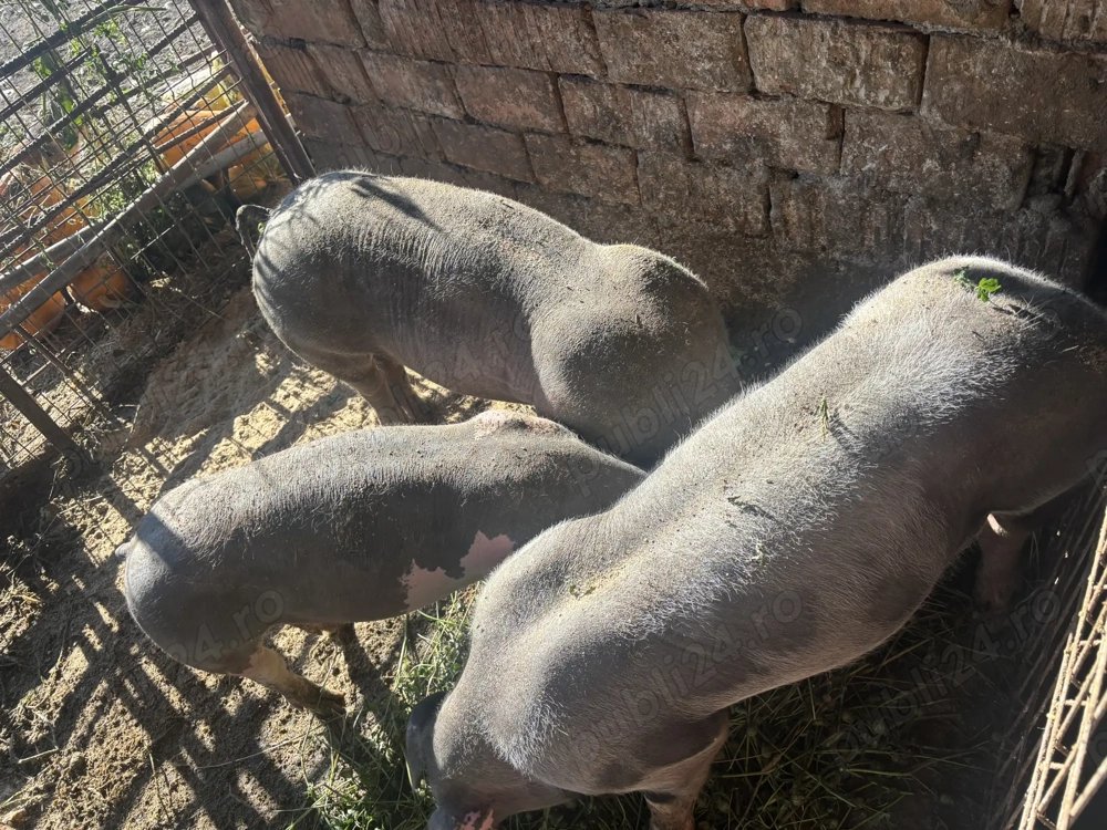 Porci de carne tineri  Porci de carne tineri